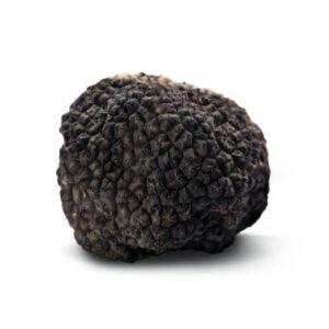 TARTUFO UNCINATO
